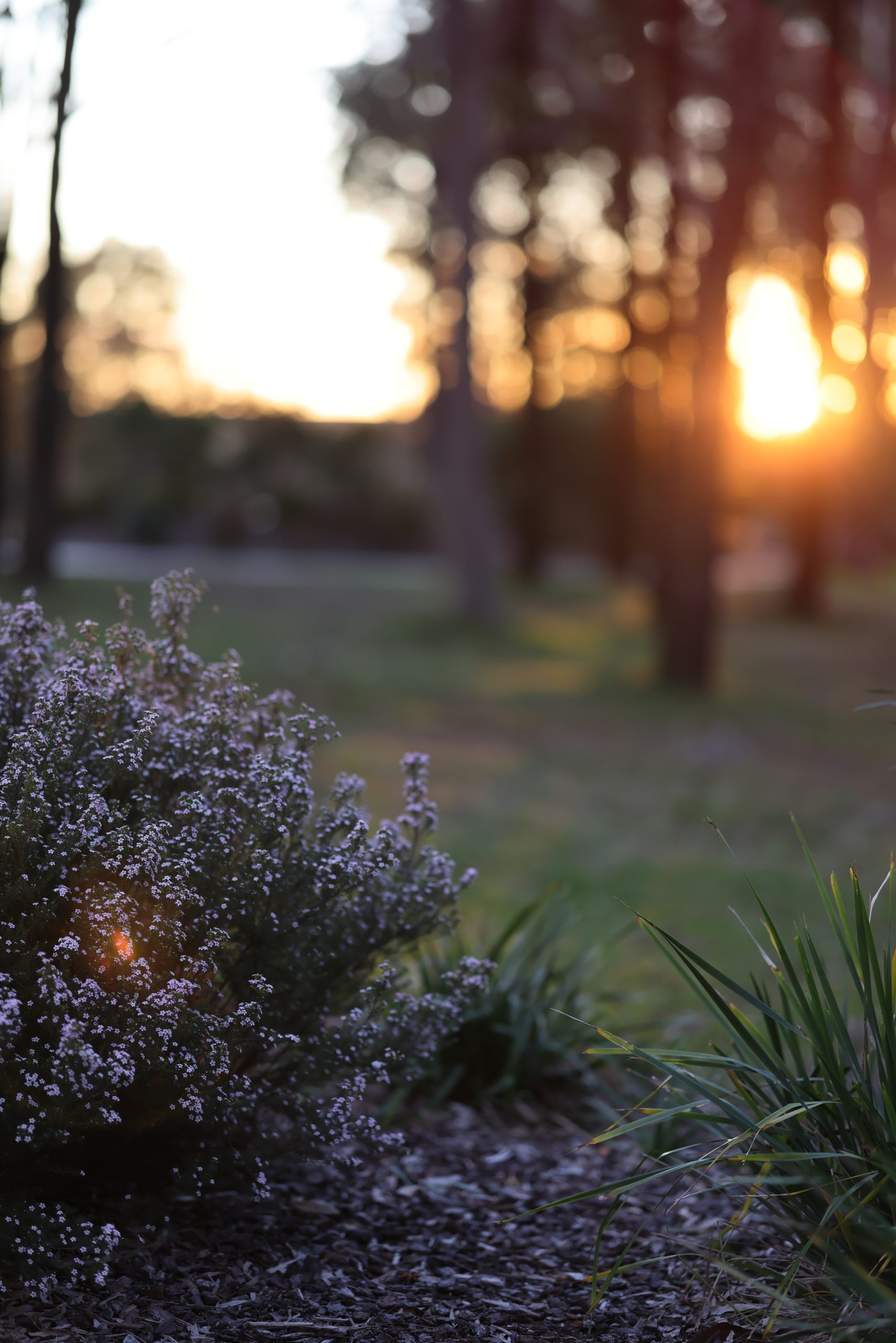 Sydney Family photographer